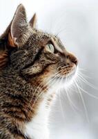 Purring tabby cat, white background, International Cat Day, captivating gaze, whiskers visible, photo