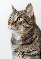 Purring cat with bright eyes, white background, International Cat Day, joyful expression, photo