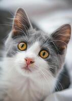 Purring cat with bright eyes, white background, International Cat Day, joyful expression, photo