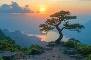 Lone pine tree standing on a rock overlooking a valley of fog at sunrise photo