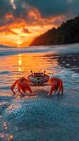 Red crab walking on the beach at sunset photo