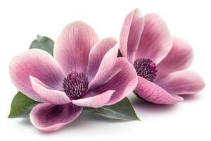 Two pink magnolia flowers blooming on white background photo