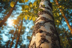 Sunlight shining through canopy of trees illuminating bark of tree trunk photo