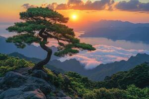 Lone pine tree standing on a rock overlooking a valley of fog at sunrise photo