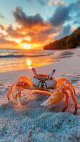 Red crab walking on the beach at sunset photo