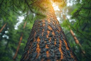 Sunlight shining through canopy of trees illuminating bark of tree trunk photo