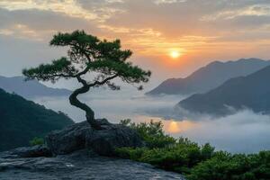 Lone pine tree standing on a rock overlooking a valley of fog at sunrise photo