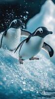 Two chinstrap penguins jumping out of icy water photo