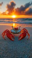 Red crab walking on the beach at sunset photo
