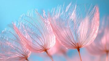 Dandelion seeds blowing in wind on blue sky background photo