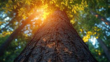 Sunlight shining through canopy of trees illuminating bark of tree trunk photo