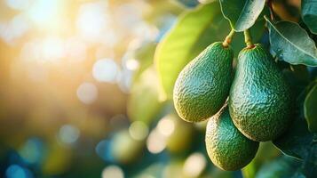 Green avocados growing on tree in orchard on sunny day photo