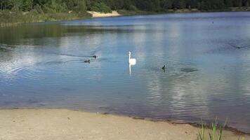 A flock of ducks swim on a lake on a sunny day video