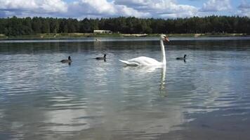 A white swan and several ducklings swim on the lake video