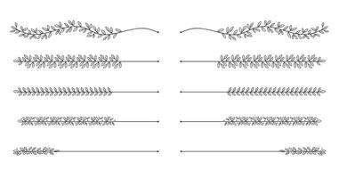 Hand - drawn nature floral vine line divider for text layout separator decoration element collection. illustration vector