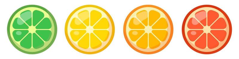 Set of citrus slices. illustration. vector