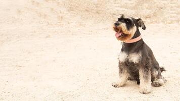 Giant Schnauzer dog with a pink collar on a walk on a sandy road photo