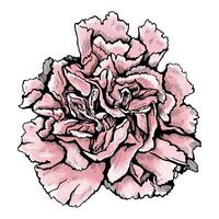 Hand drawn chrysanthemum flower. vector