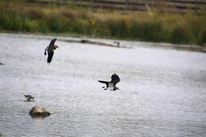 A view of a Lapwing in flight at Slimbridge Nature Reserve photo