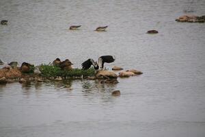 A view of a Lapwing in flight at Slimbridge Nature Reserve photo