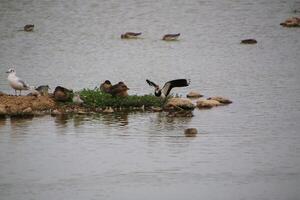 A view of a Lapwing in flight at Slimbridge Nature Reserve photo