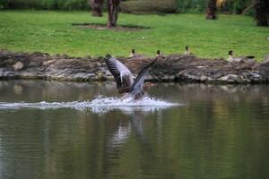 A view of a Greylag Goose in the water photo