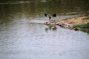 A view of a Lapwing in flight at Slimbridge Nature Reserve photo