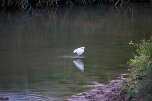 A view of a Little Egret in the water photo