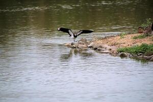A view of a Lapwing in flight at Slimbridge Nature Reserve photo