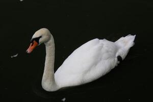 A view of a Mute Swan in the water photo