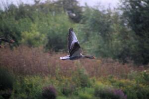 A view of a Greylag Goose in flight photo