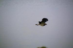 A view of a Lapwing in flight at Slimbridge Nature Reserve photo
