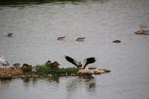 A view of a Lapwing in flight at Slimbridge Nature Reserve photo