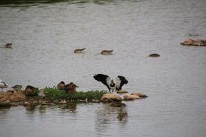 A view of a Lapwing in flight at Slimbridge Nature Reserve photo