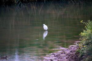 A view of a Little Egret in the water photo