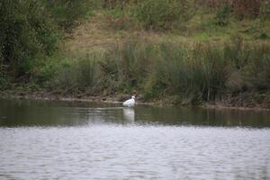 A view of a Little Egret in the water photo
