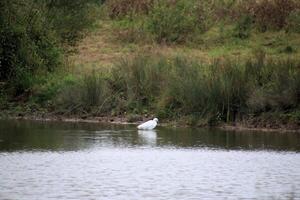 A view of a Little Egret in the water photo