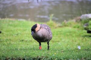 A close up of a Goose photo