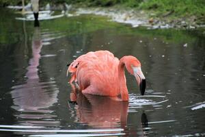 A view of a Flamingo in the water at Slimbridge Nature Reserve photo