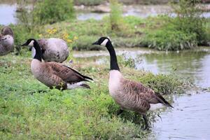 A close up of a Goose photo