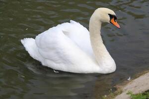 A view of a Mute Swan in the water photo