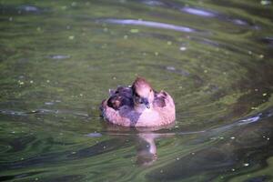 A close up of a Duck photo