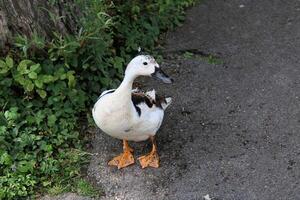 A close up of a Duck photo