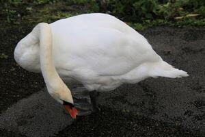 A view of a Mute Swan in the water photo