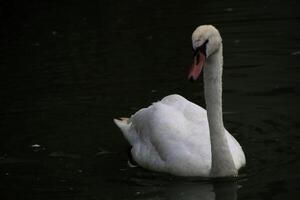 A view of a Mute Swan in the water photo