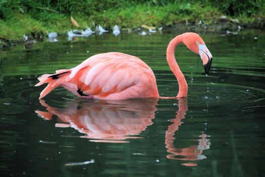 A view of a Flamingo in the water at Slimbridge Nature Reserve photo