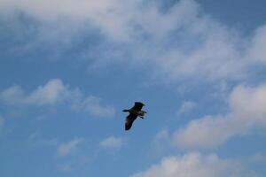 A view of a Greylag Goose in flight photo
