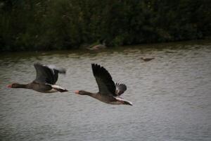A view of a Greylag Goose in flight photo