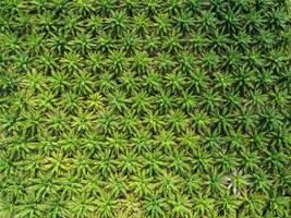 Pattern of many oil palm trees top view in the plantation, green background. photo
