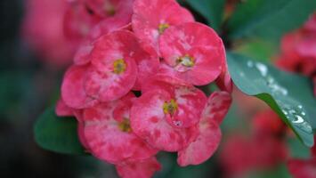Blooming red flower background close-up. big beautiful garden red flowers. flowers for the holiday, bokeh, macro photo with selective soft focus, floral background.